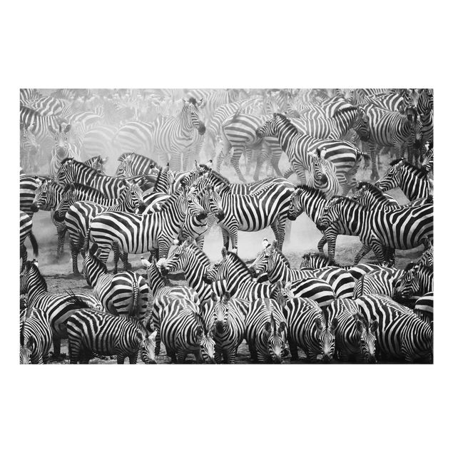 Billeder Afrika Zebra herd II