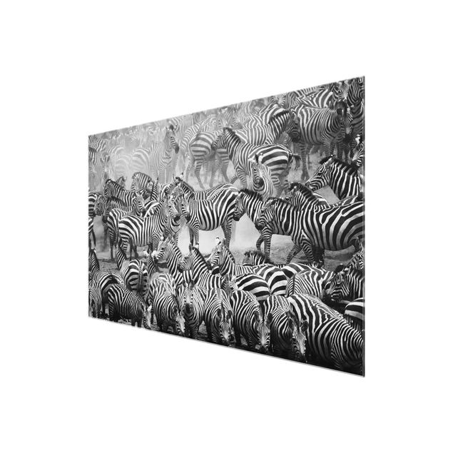 Billeder sort og hvid Zebra herd II