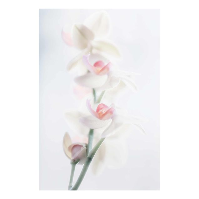 Billeder blomster Delicate Orchid