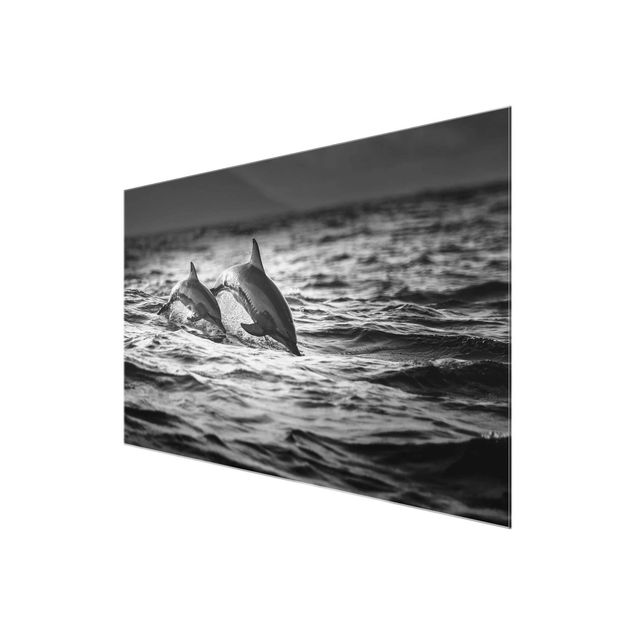 Billeder sort og hvid Two Jumping Dolphins
