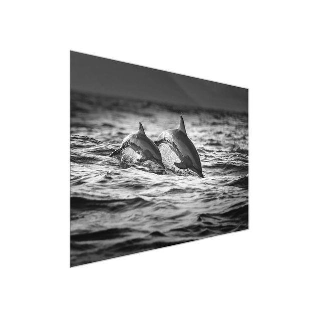 Glasbilleder dyr Two Jumping Dolphins