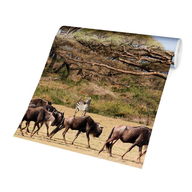 Fototapet landskaber Herd Of Wildebeest In The Savannah