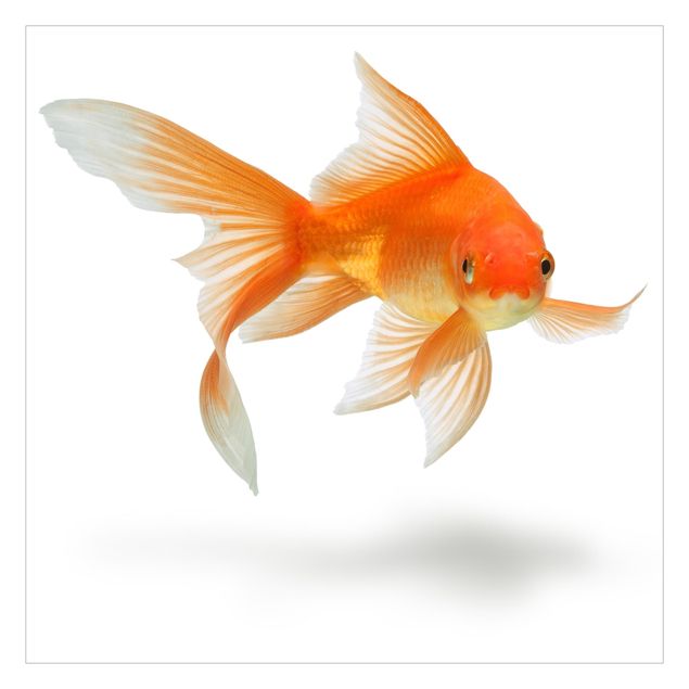 Tapet Goldfish Is Watching You