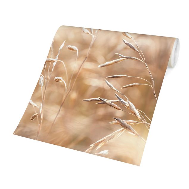 Tapet beige Grasses In The Sun
