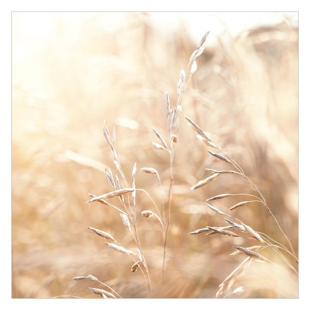Tapet Grasses In The Sun