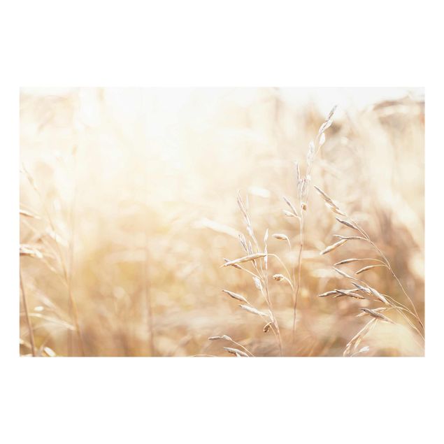 Billeder Grasses In The Sun