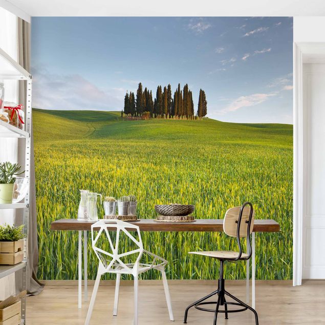 Fototapet landskaber Green Field In Tuscany