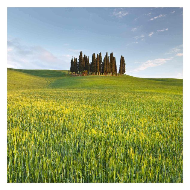Tapet Green Field In Tuscany