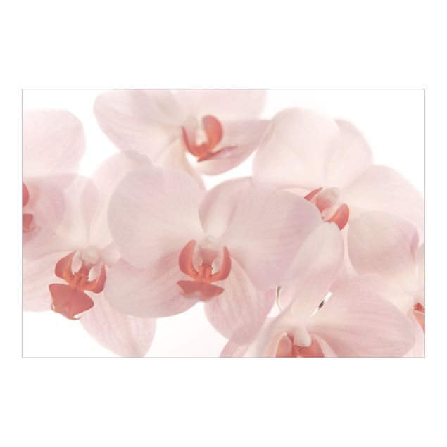 Tapet Bright Orchid Flower Wallpaper - Svelte Orchids