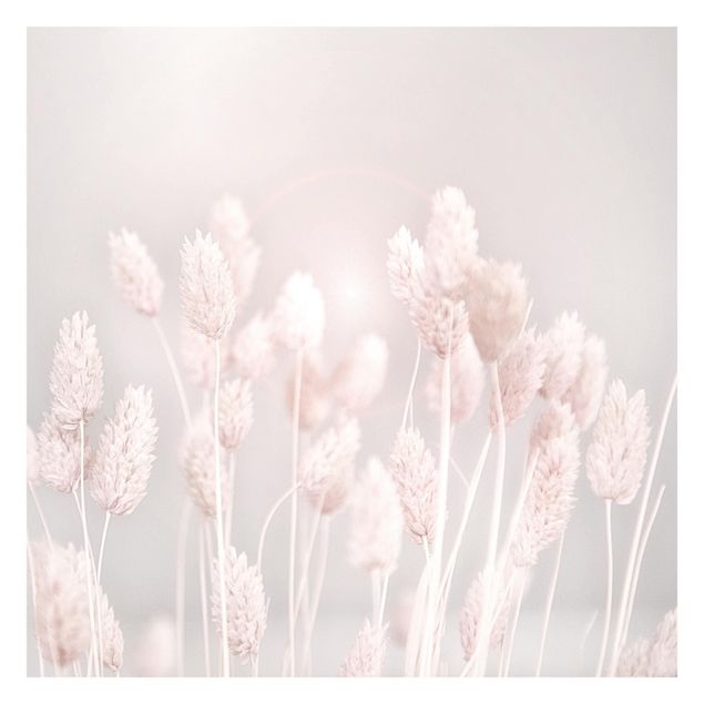 Billeder Monika Strigel Pale Grass In Sunlight