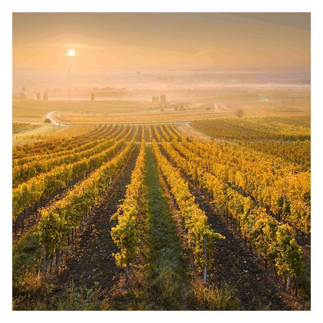 Billeder Rainer Mirau Autumnal Vineyards Near Vienna