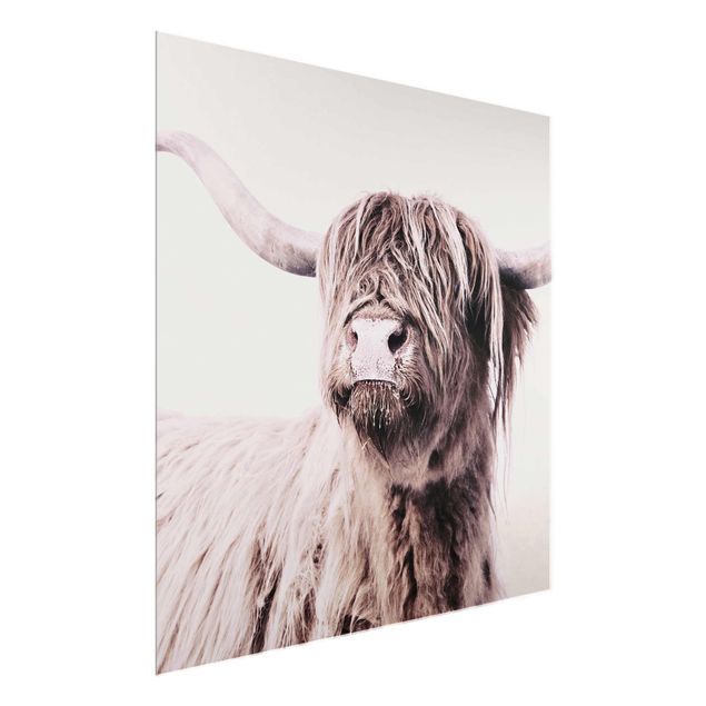 Billeder moderne Highland Cattle Frida In Beige
