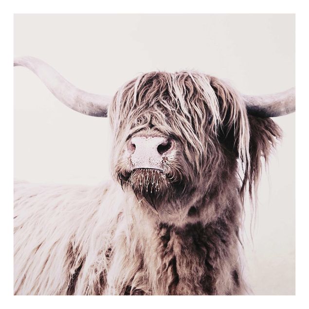 Billeder sort og hvid Highland Cattle Frida In Beige
