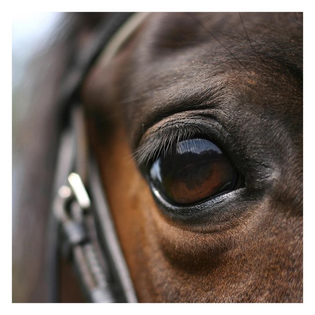 Tapet Horse Eye