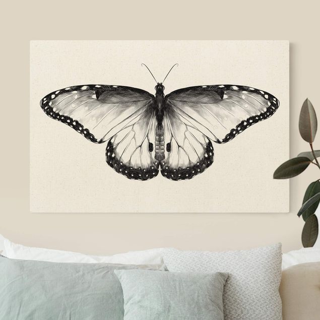 Billeder sommerfugle Illustration Flying Common Morpho Black
