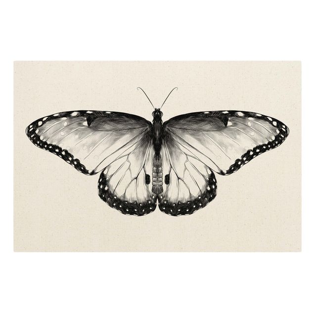 Billeder dyr Illustration Flying Common Morpho Black
