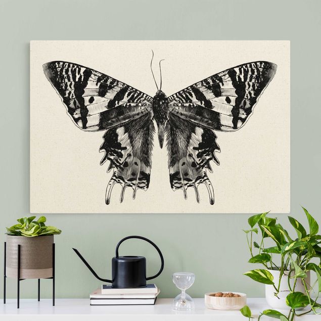 Billeder sommerfugle Illustration Flying Madagascan Butterfly
