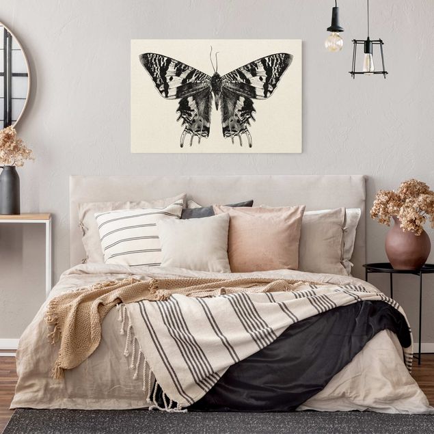 Billeder moderne Illustration Flying Madagascan Butterfly