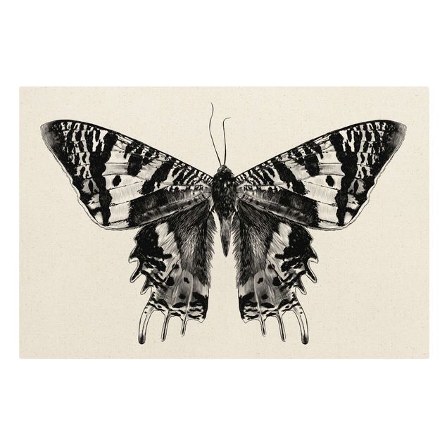 Billeder dyr Illustration Flying Madagascan Butterfly
