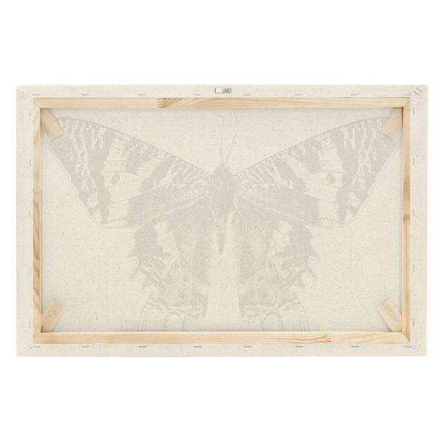 Lærredsbilleder Illustration Flying Madagascan Butterfly