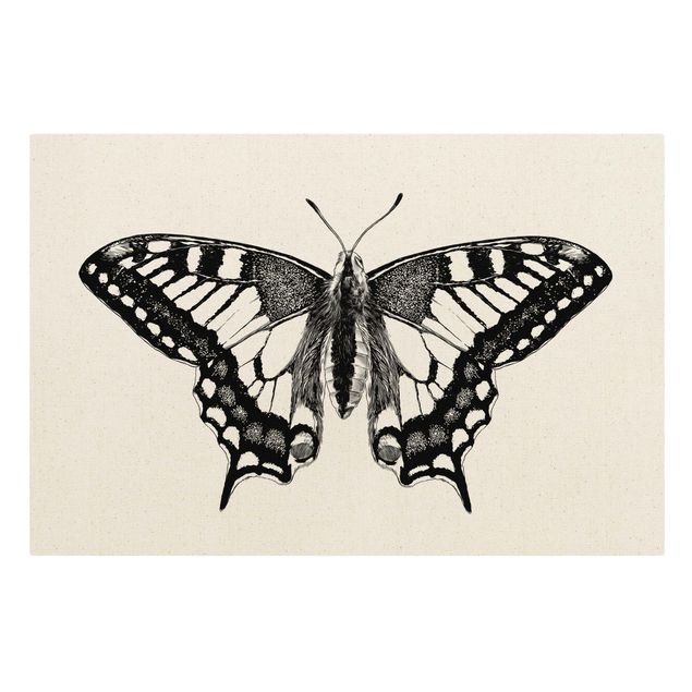 Billeder dyr Illustration Flying Dovetail Black