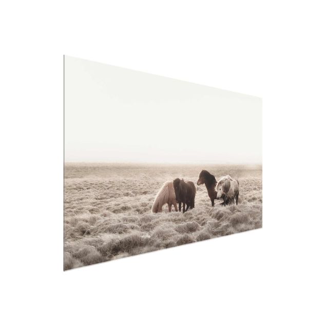 Billeder moderne Wild Icelandic Horse