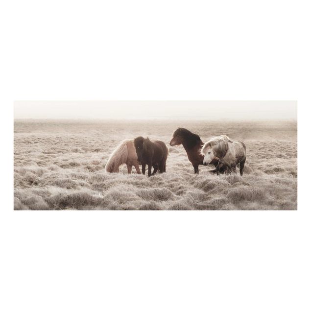 Billeder dyr Wild Icelandic Horse