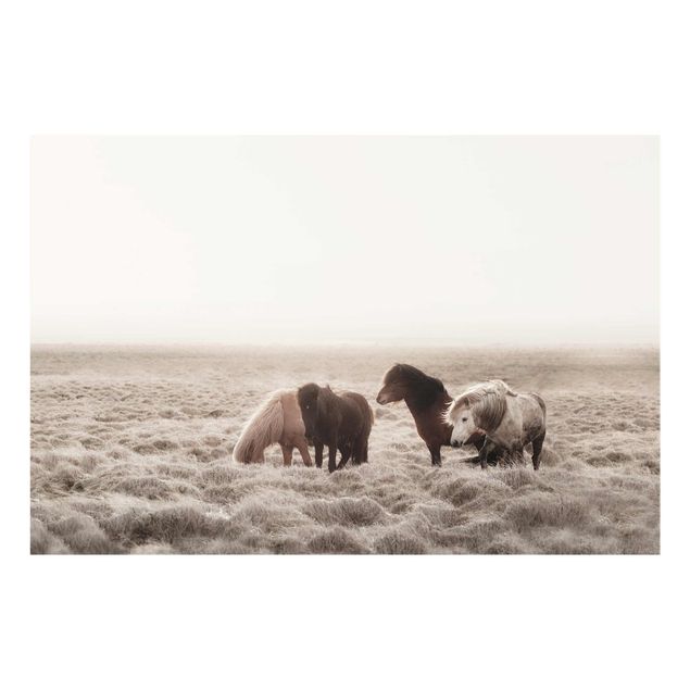 Billeder dyr Wild Icelandic Horse
