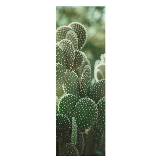 Billeder grøn Cacti