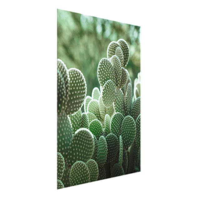 Billeder blomster Cacti