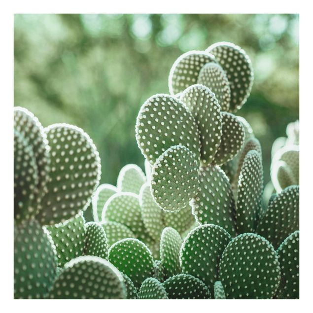 Billeder grøn Cacti