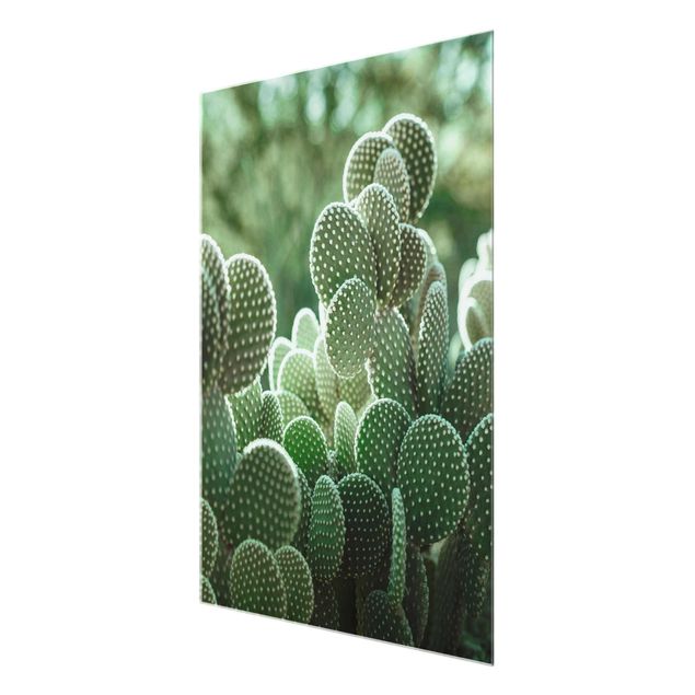 Billeder Cacti