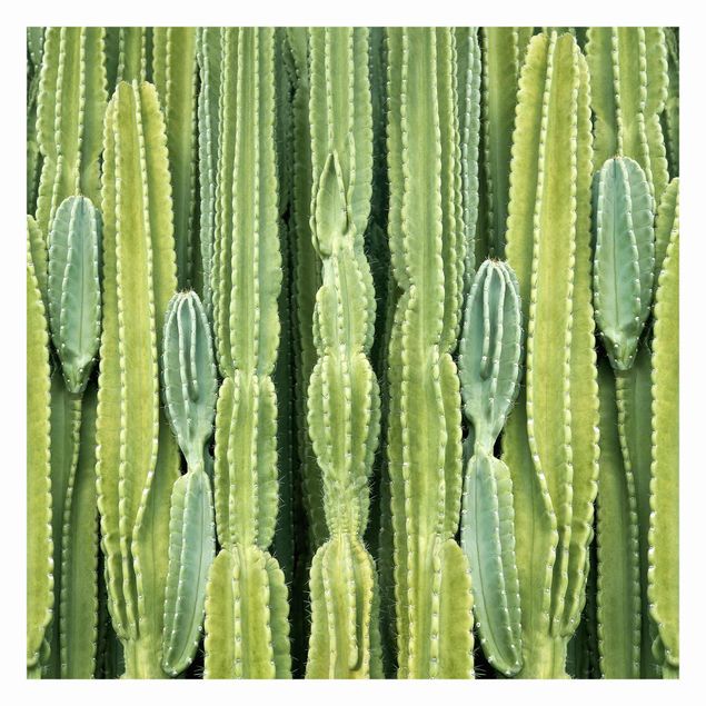 Tapet Cactus Wall
