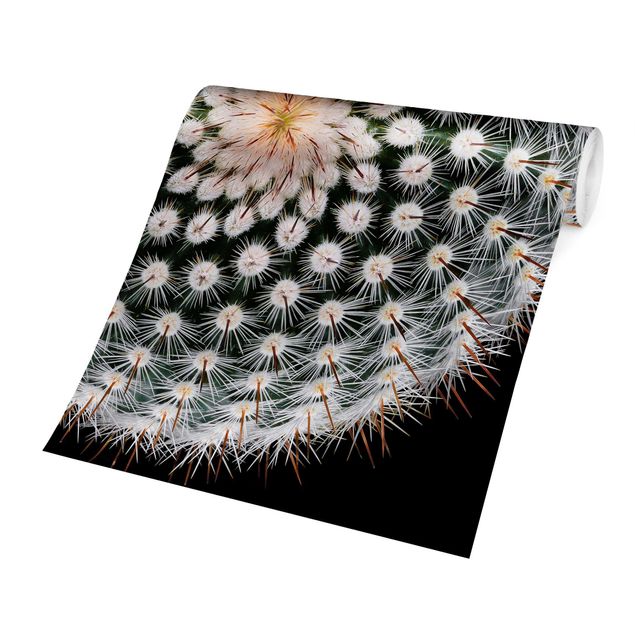 Sort tapet Cactus Flower