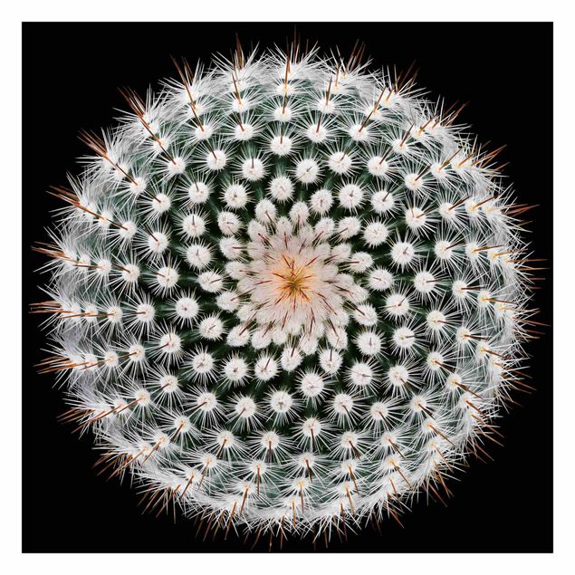 Tapet Cactus Flower