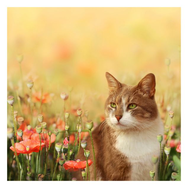 Tapet Cat In A Field Of Poppies