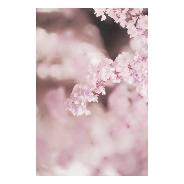 Billeder brun Cherry Blossoms In Purple Light