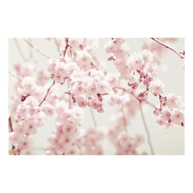 Billeder Monika Strigel Dancing Cherry Blossoms