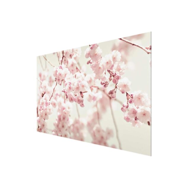 Billeder Dancing Cherry Blossoms
