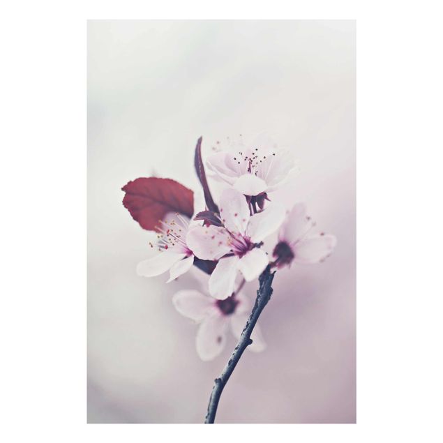 Billeder lyserød Cherry Blossom Branch Antique Pink