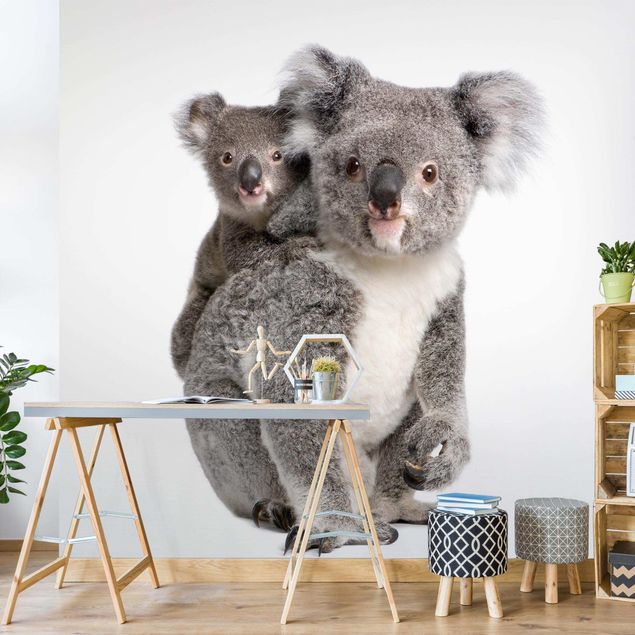 Moderne tapet Koala Bears