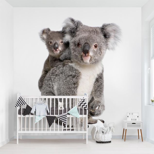 Dyre tapet Koala Bears