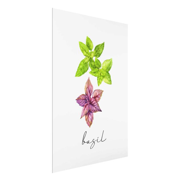 Billeder blomster Herbs Illustration Basil