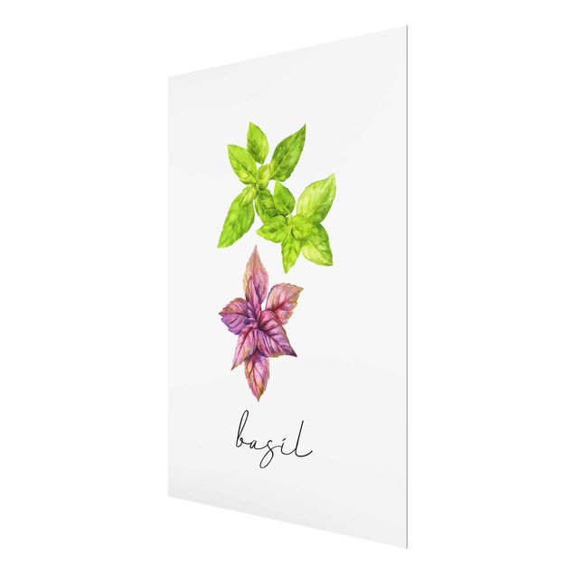 Billeder Herbs Illustration Basil