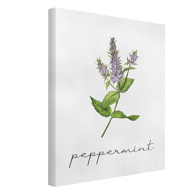 Billeder blomster Herbs Illustration Pepper Mint