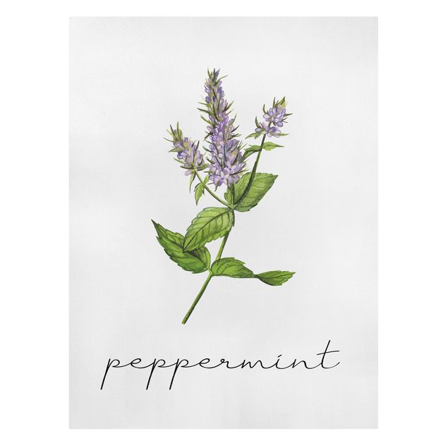 Billeder på lærred krydderier og urter Herbs Illustration Pepper Mint