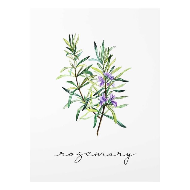 Billeder blomster Herbs Illustration Rosemary