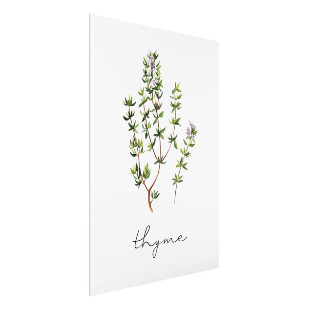 Billeder blomster Herbs Illustration Thyme