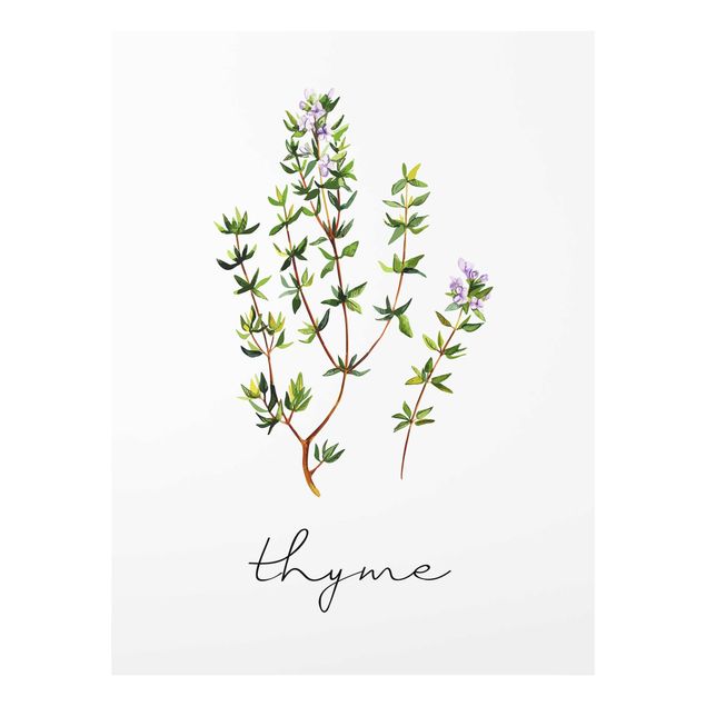Billeder grøn Herbs Illustration Thyme