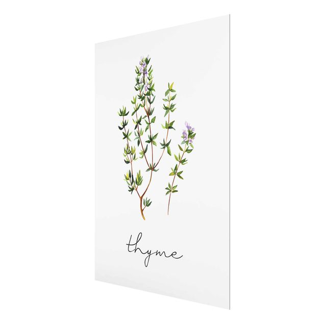 Billeder Herbs Illustration Thyme